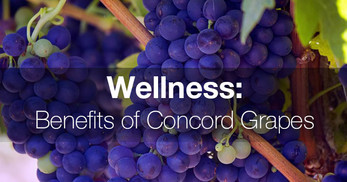 Wellness: Benefits of Concord Grapes